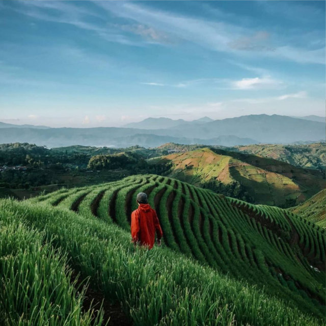 pemandangan terasering