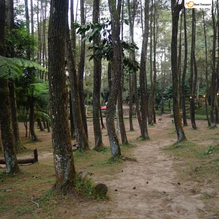 pohon pinus By alif iqbal